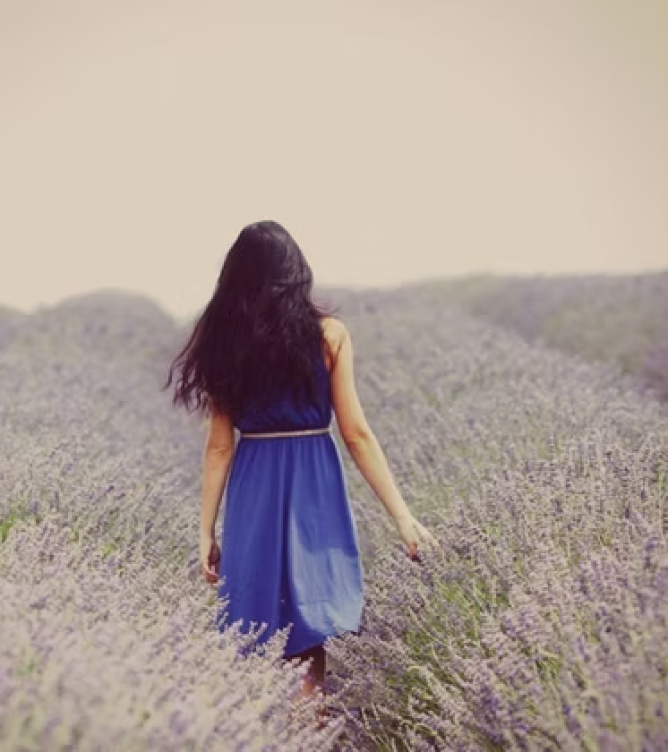 Lavender field